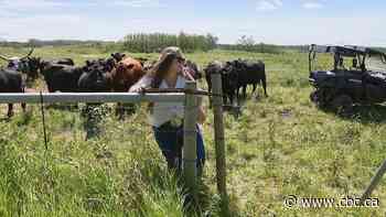 Why central Alberta ranchers are passing up free roadside pasture to feed their cattle