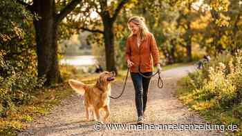 Lächeln lohnt sich: Was Hunde wirklich sehen, wenn wir fröhlich schauen