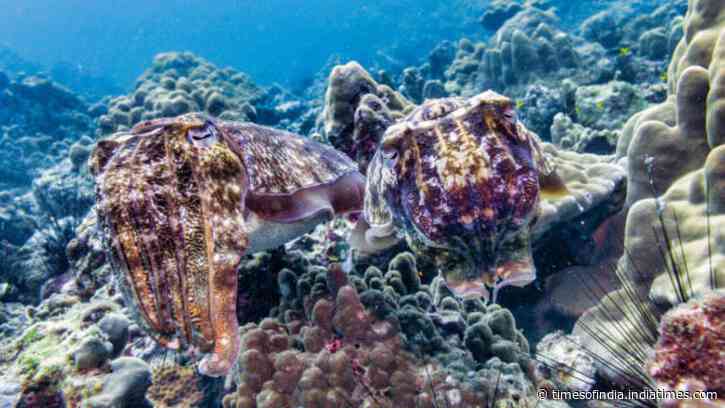 Over 100,000 cuttlefish gather in Australia yearly; fewer than 10 arrived in 2026, baffling scientists