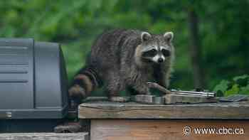A 2nd cat is reported to have contracted rabies in Montérégie