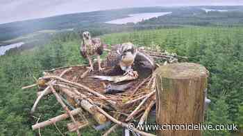 See moment 150th osprey chick takes first flight in Northumberland's Kielder Forest