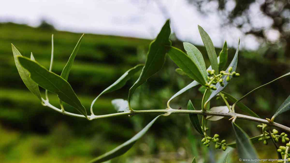 Feigen und Oliven aus Bayern? Wie der Klimawandel den Obst- und Gemüsebau schon jetzt verändert