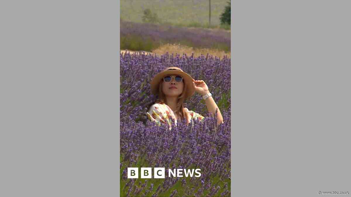 Summer heatwave dulls Cotswold Lavender fields