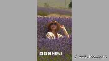 Summer heatwave dulls Cotswold Lavender fields