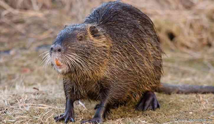 Wildtiere in der Stadt
