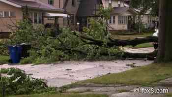 Downed trees take out utility lines, damage vehicles