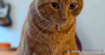 Heb jij Theodore, Ziva of Aura gezien? Deze acht huisdieren worden in Apeldoorn vermist