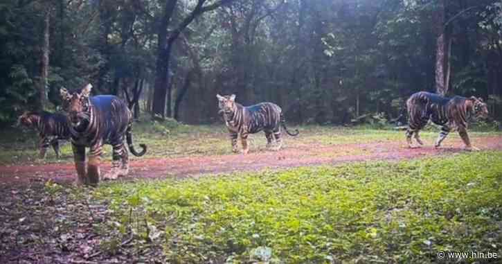 En plots verliest de tijger zijn strepen: waarom natuurherstel dit icoon van de jungle helemaal zwart dreigt te maken