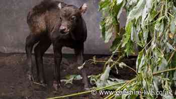Chester Zoo celebrates birth of world's smallest buffalo species
