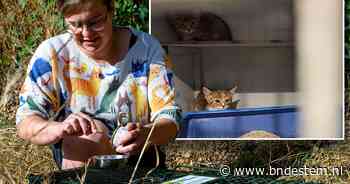 Maaike (39) en Amanda (40) zien het kattenleed dagelijks van dichtbij: ‘Hoe kun je dit in een beschaafd land toestaan?’