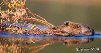IVN Vught houdt lezing en excursie over bevers