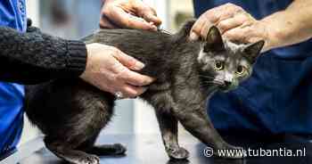 Overijssel wil zwerfkatten laten doodschieten, tientallen dierenclubs slaan alarm