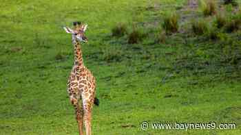 5 things to know about Animal Kingdom’s baby giraffe