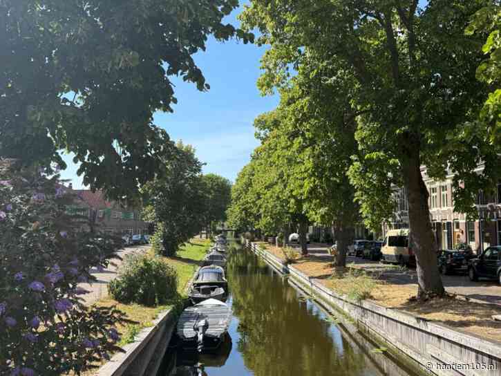 Haarlemmers kunnen meedenken over bomenplan: ‘Er moet een schepje bovenop’