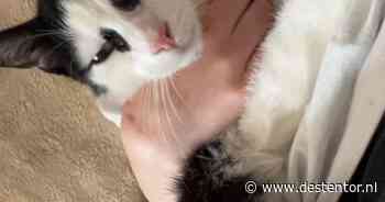 Heb jij Zorro, Wokkie-Lou of Pablo gezien? Deze drie huisdieren worden in Harderwijk vermist