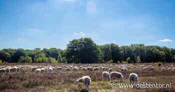 Precies wat een schaap in de hitte nodig heeft, vind je niet op de hei hier bij Ermelo