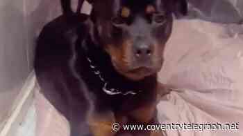 Owner heartbroken as Rottweiler Bruce fatally stabbed in Solihull attack