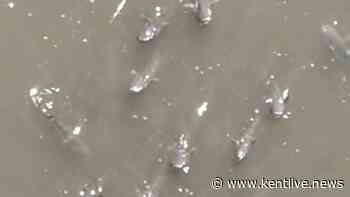 Residents' concern at large numbers of fish in Kent river appearing to 'gasp for air'