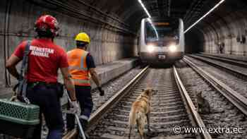 Quito: ¿Qué pasó con el perro y el gato que detuvieron el metro?