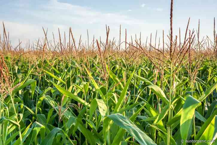 Australia’s Organic Horticulture Sector Unites Behind Landmark National Research Strategy and Gears Itself for Major Growth
