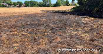 Bristol park scorched after 'deliberate' blaze
