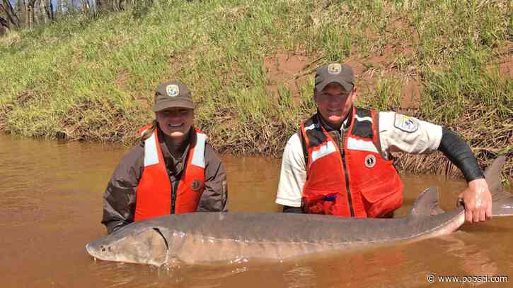 300-year-old sturgeon are swimming around the Great Lakes