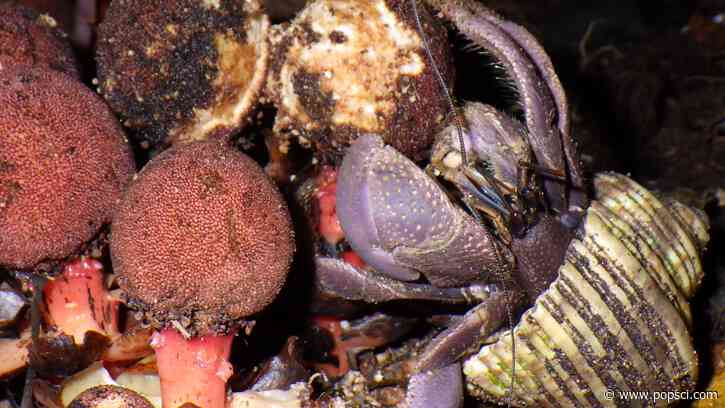 Hermit crab poop spreads a parasitic plant’s seeds