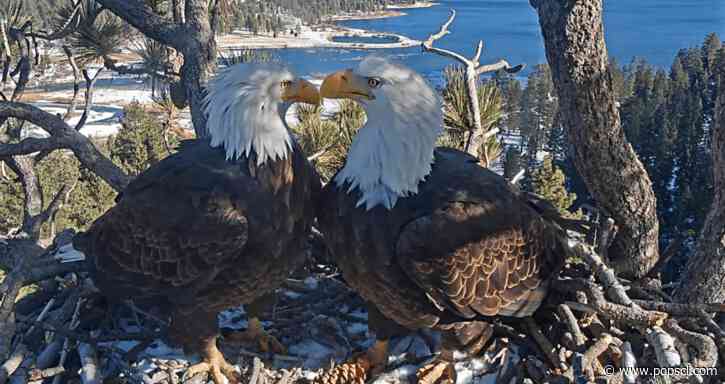 Jackie the bald eagle dead at 14