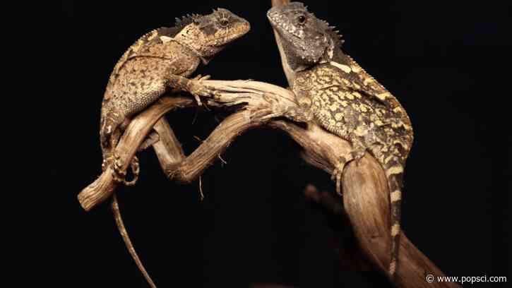 New lizard named after colorful ‘House of the Dragon’ character