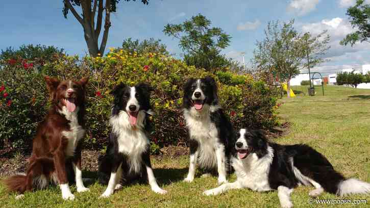 Dogs can tell if you’re angry, scared, or sad