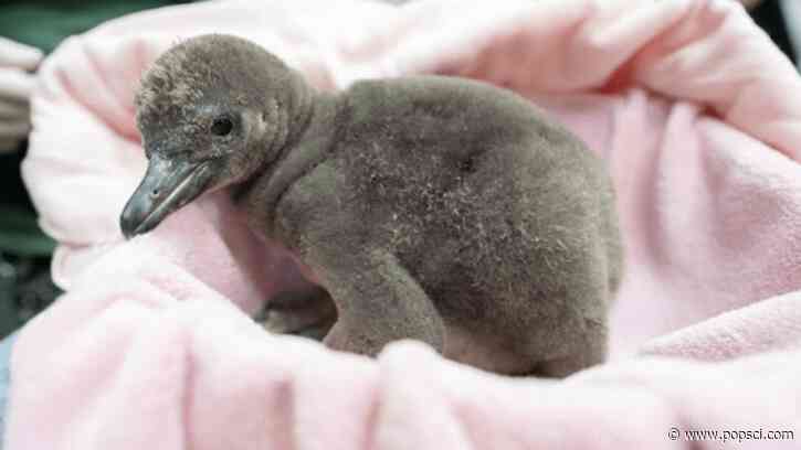 New ‘desert’ penguin chick arrives in Seattle