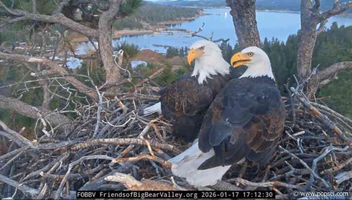 Jackie the bald eagle is ‘unstable’