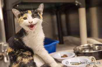 Second cat has contracted rabies in Quebec's Montérégie region, health officials say