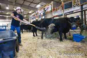 4-Hers of Lewis and Clark County show off livestock at Last Chance Stampede and Fair
