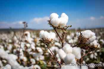 India’s cotton pressing revised upward to 339 lakh bales: CAI