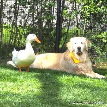 The Story Behind This Dog and Duck’s Bond Is Surprisingly Sweet