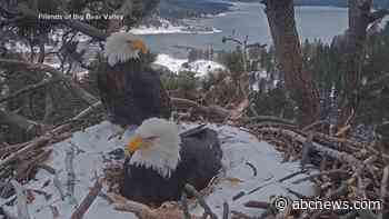 WATCH:  How Jackie the bald eagle brought millions of people together