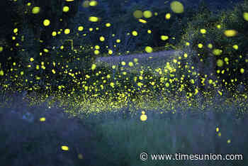 Study of fireflies in New York State parks to look at vulnerability, number of species