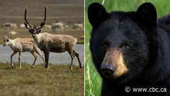 Alberta says hunting bears with dogs will protect caribou. The province's former caribou manager disagrees
