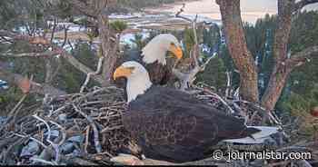 The Jackie Show: What we learned from America's beloved bald eagle