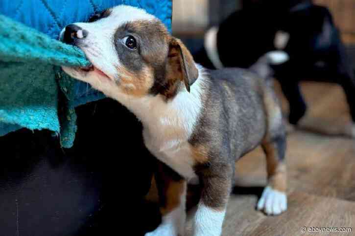 Victoria Humane Society gives 34 wildfire-affected animals a safe haven