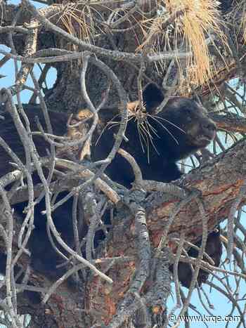 Santa Fe police remind community to be aware of bears amid increased sightings