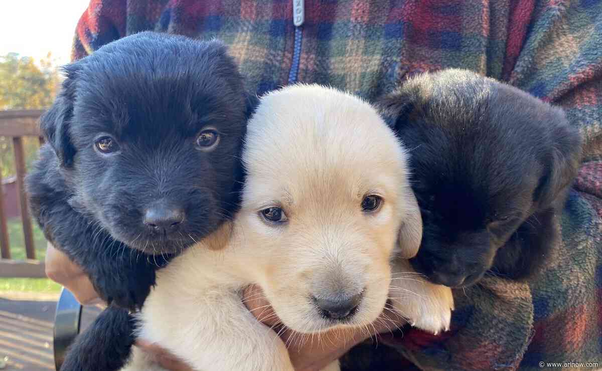 Lost Dog Cafe’s rescue foundation celebrates 25 years of helping homeless pets