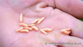 Maggots and flies will stop invading bins with 2 ingredients you have at home