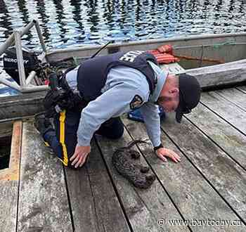 Otter pup revived by CPR, reunited with family, after choking on net in B.C.