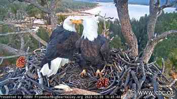Jackie, the bald eagle who won hearts over livestream, has died at age 14