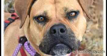 HCH Pet of the Week: Lonnie