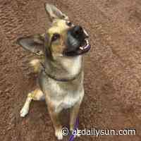 HCH Pet of the Week: Apollo