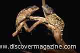 Newly Discovered Lizard Named After a House of the Dragon Character Could Become a Symbol of Its Region