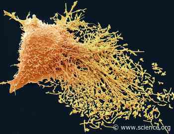 LRP5-dependent transport of polyunsaturated fatty acids serves as an immune checkpoint for natural killer cells | Science Signaling